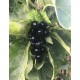 Sour grapes cache 